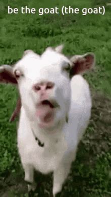 funny goat gifs.